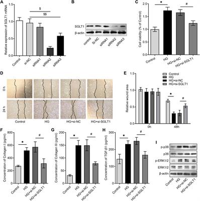 SGLT1 Knockdown Attenuates Cardiac Fibroblast Activation in Diabetic Cardiac Fibrosis